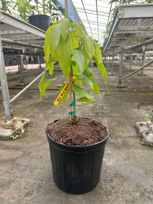 Mango-M-4 Tree by Zills