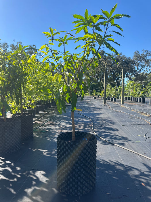 Mango-Falan Tree