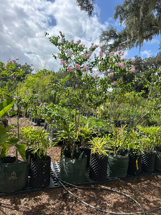 Crape / Crepe Myrtle 4 Varieties