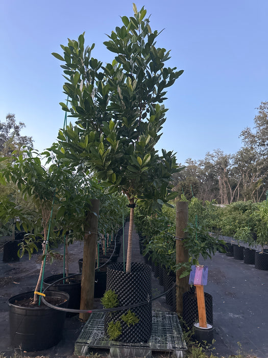 Jackfruit Jakfruit Tree