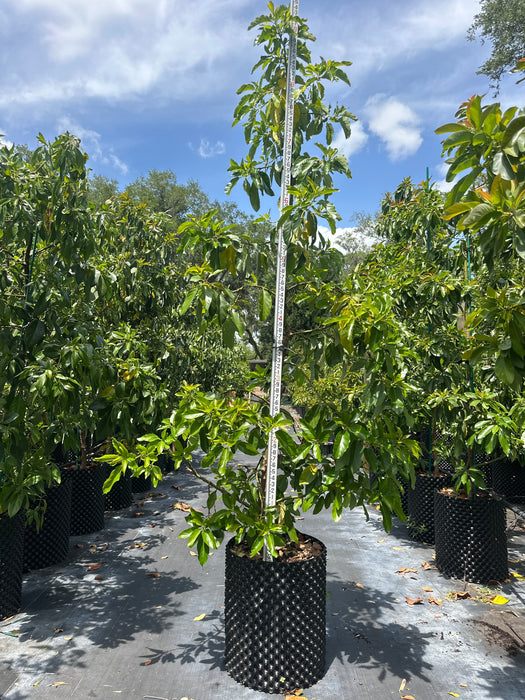 Avocado-Russell Tree Type A