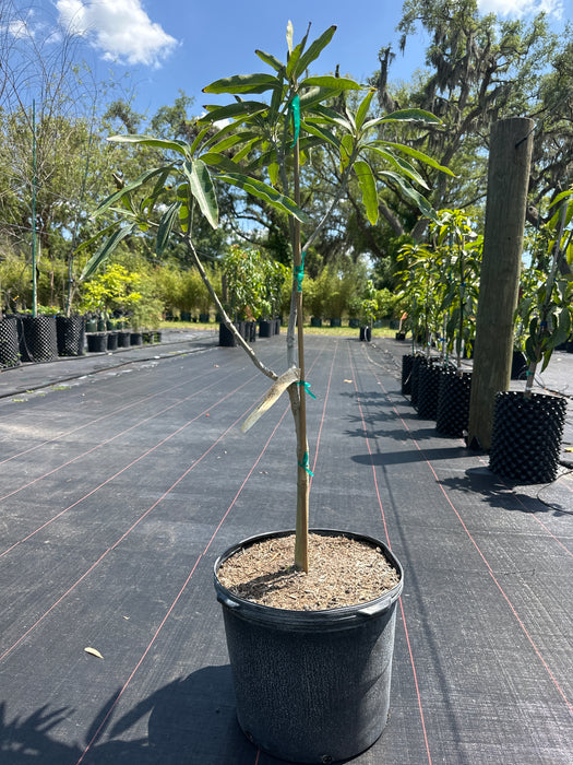 Mango-Mallika Tree