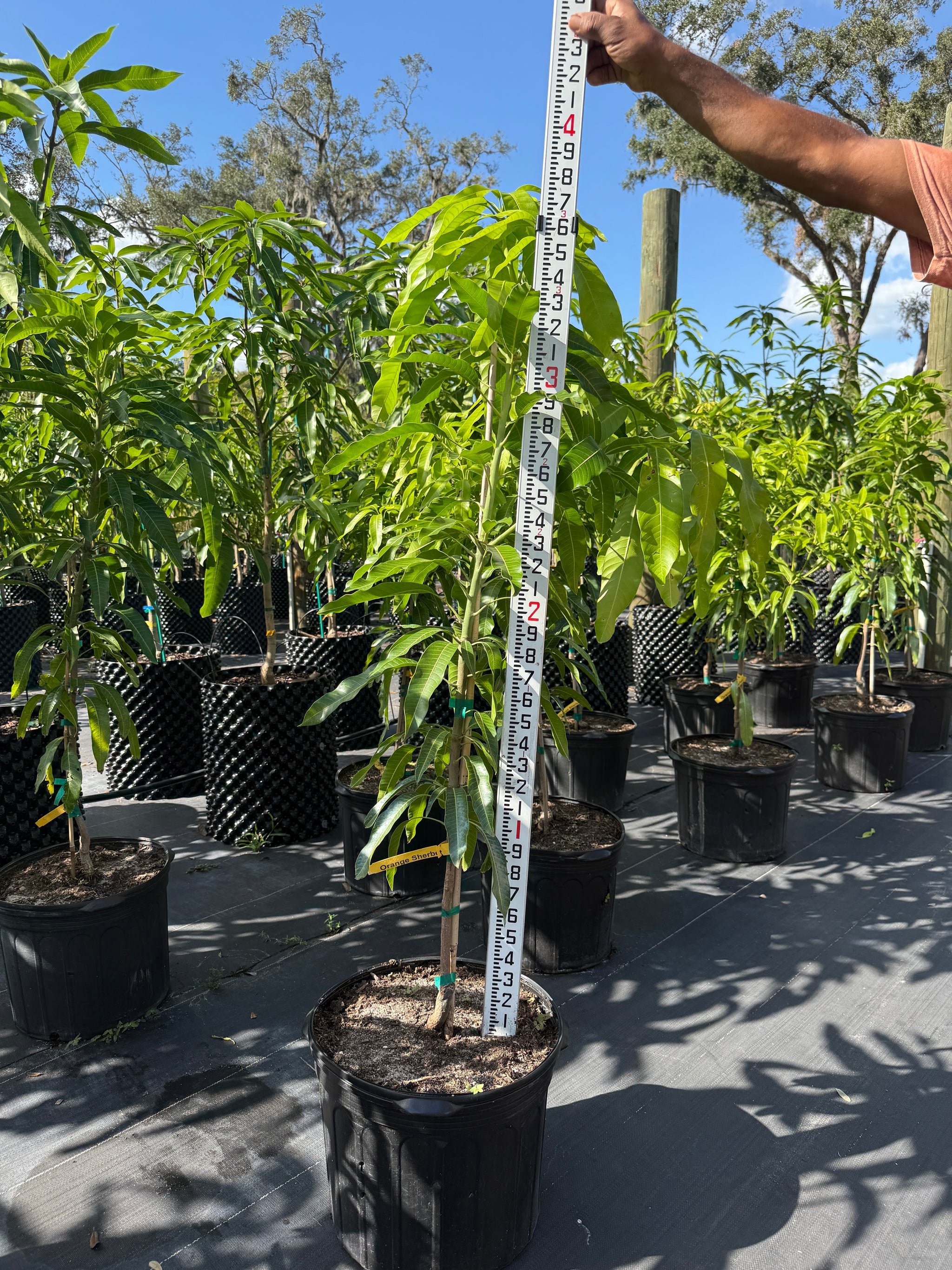 Mango trees | Edible Plant Nursery Tampa Florida — Jolly Green Nursery