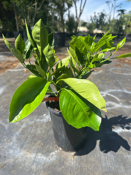 Orange - Valencia Bush