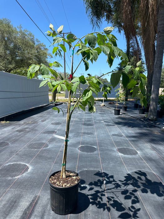 Strawberry Tree