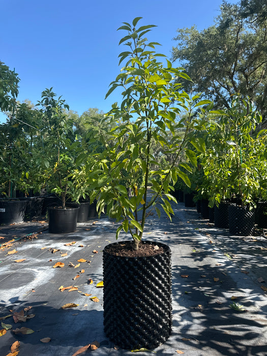 Avocado-Lila Tree Type A
