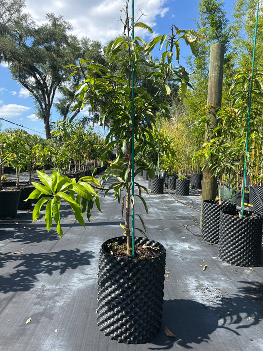 Mango-Pina Colada Tree by Zills