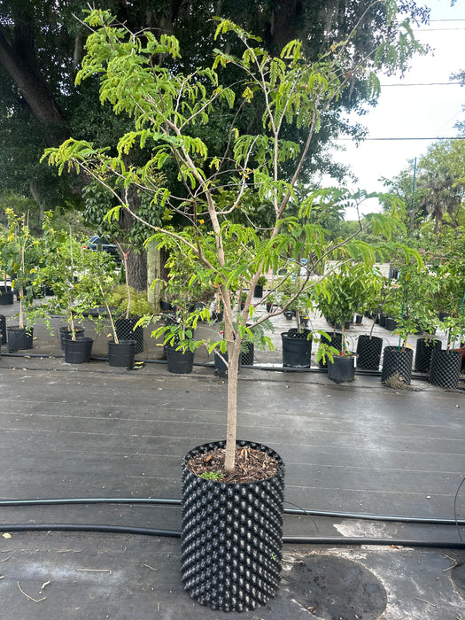 Tamarind-Sweet Tree