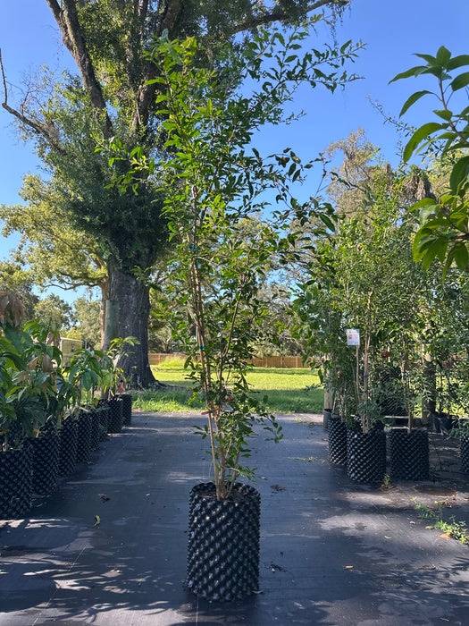 Pomegranate-Ambrosia