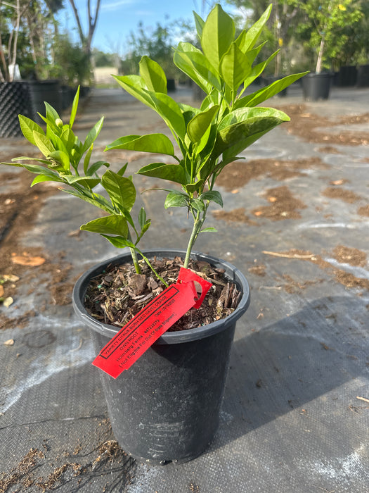 Orange - Red Navel Bush