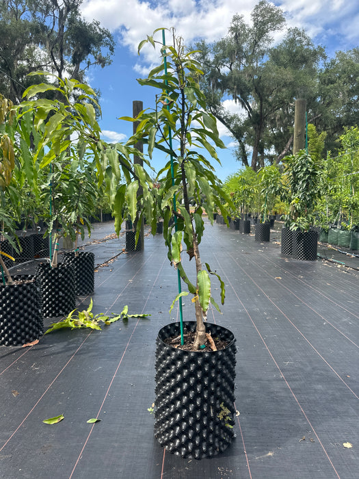 Mango-Lemon Zest Tree