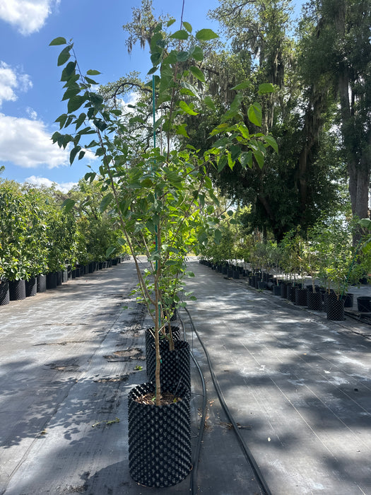 Mulberry-Everbearing Tree
