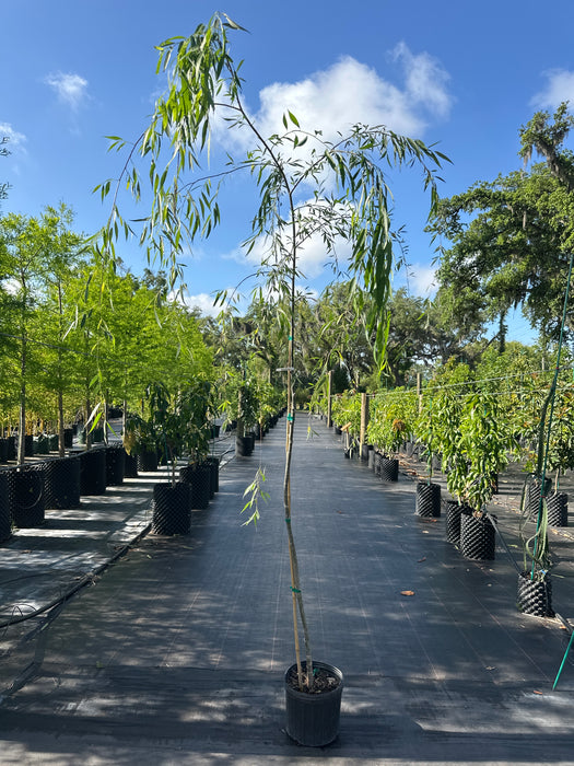 Weeping Willow Tree — Jolly Green Nursery