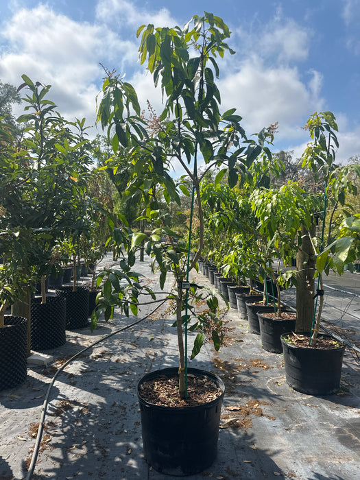 Mango-M-4 Tree by Zills