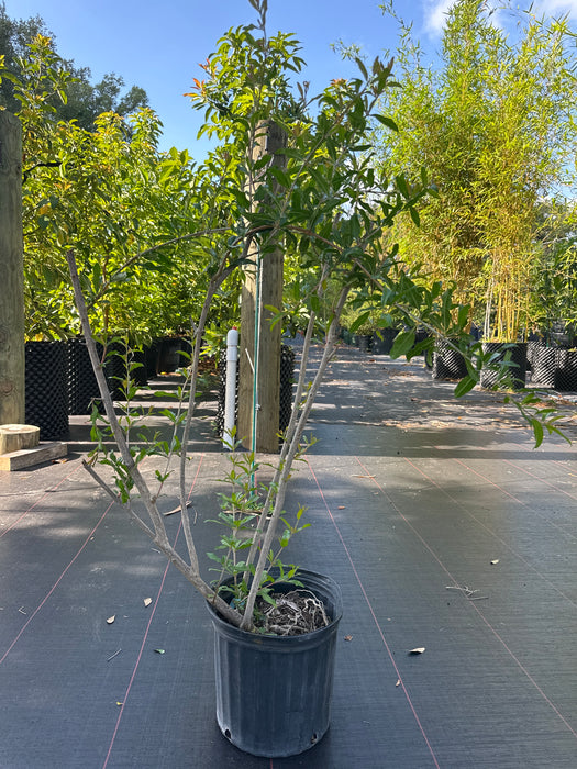 Pomegranate-Salavatski Tree