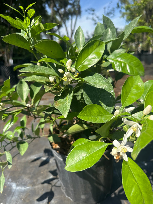 Orange - Navel Bush
