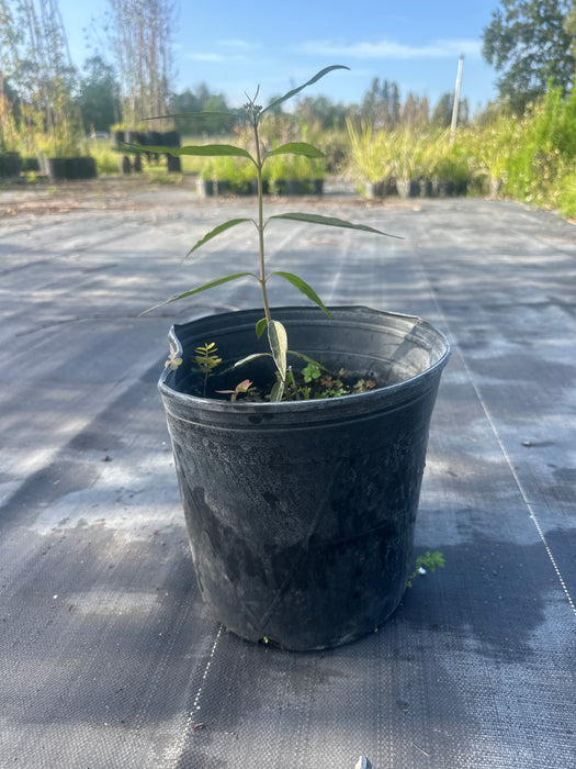 Swamp Milkweed