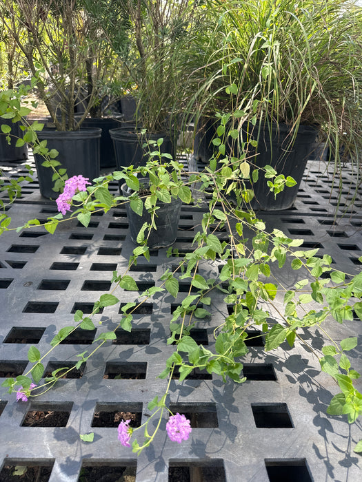 Lantana - Pink Trailing