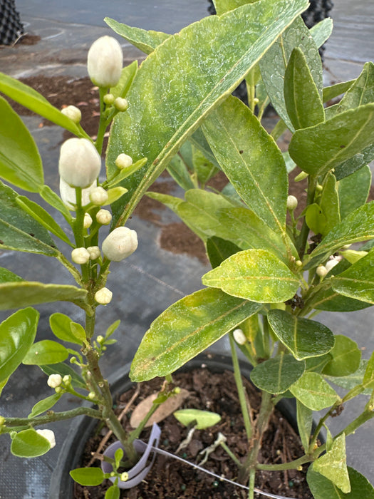 Tangerine  - Sunburst Bush