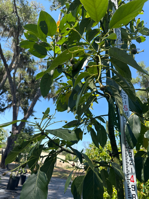 Avocado-Super Hass Tree (Haas) by Zills Type A