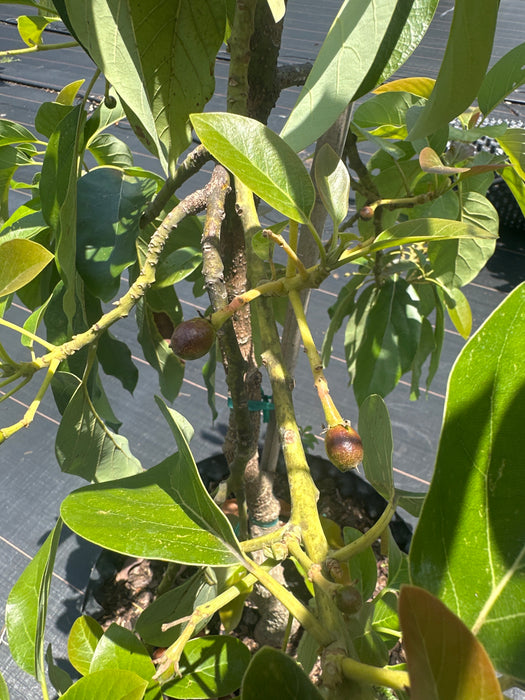 Avocado-Tonnage Tree Type B
