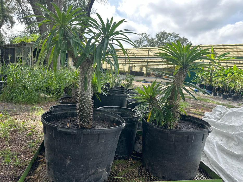 Madagascar Palm