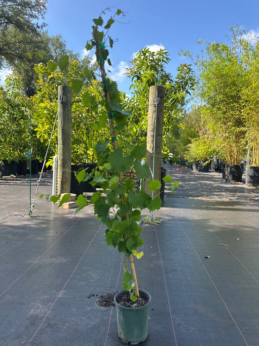 Grape Delicious Black Muscadine Hybrid
