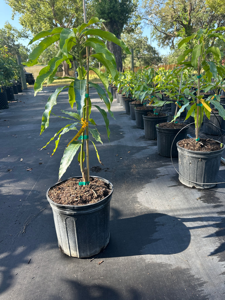 Mango-Lemon Zest Tree — Jolly Green Nursery