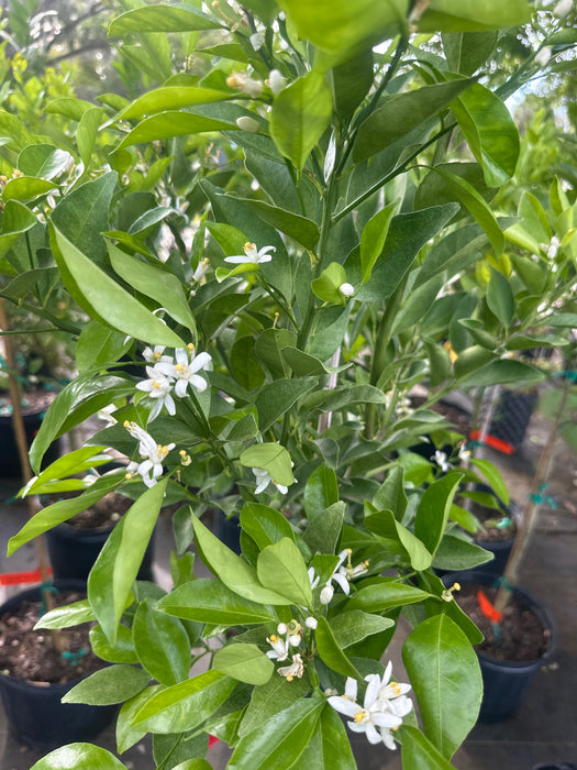 Tangerine - Dancy Tree