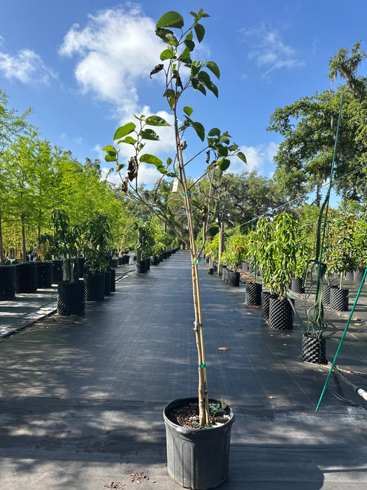 Mulberry Black Tree