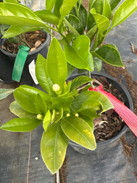 Orange - Red Navel Bush