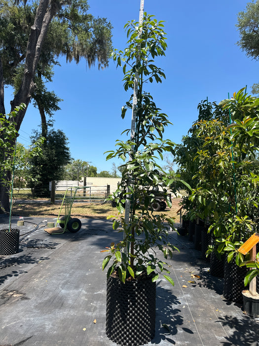 Avocado-Day Tree Type B