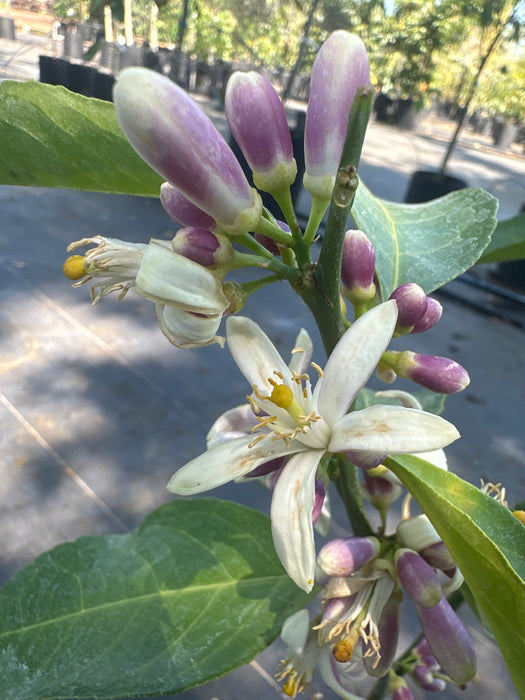 Lemon Meyers Bush