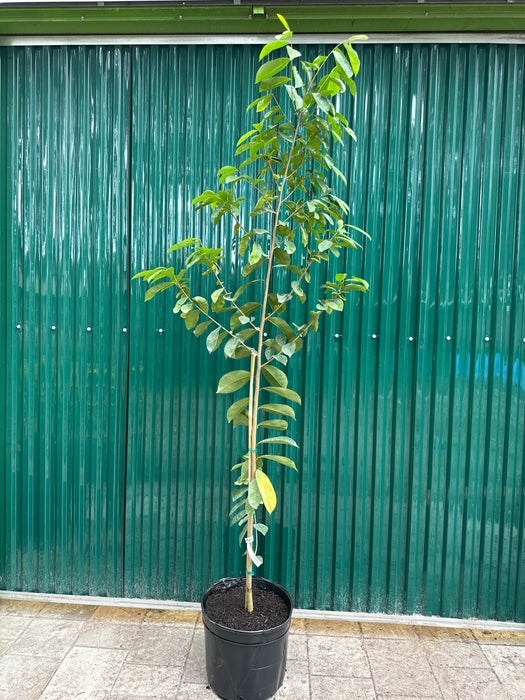 Soursop (Guanabana) Tree
