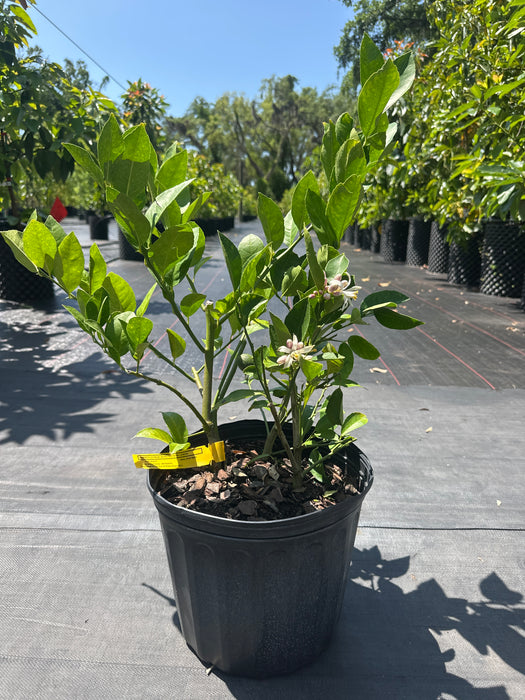 Lemon Meyers Bush