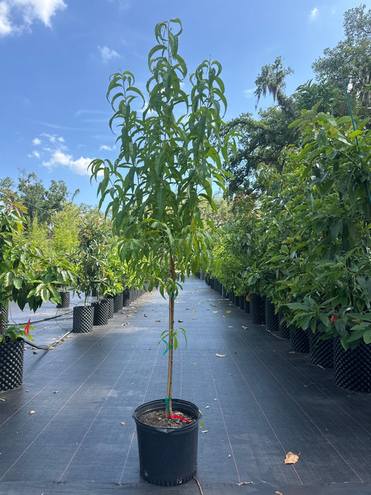 Peach-Florida Prince Tree