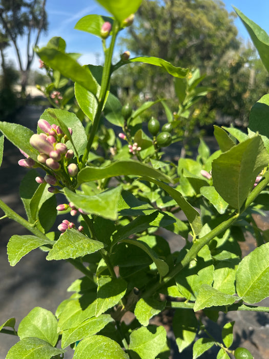 Lemon Meyers Tree