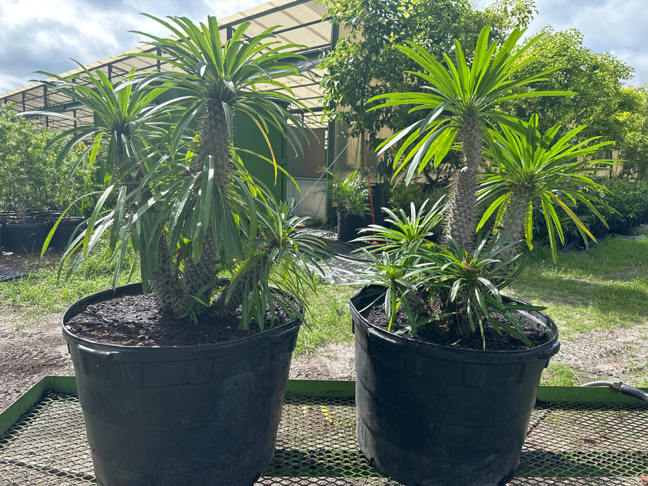 Madagascar Palm