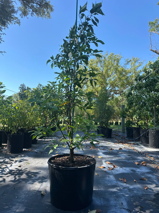 Avocado-Mexicola Grande Tree Type A — Jolly Green Nursery