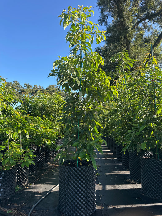 Avocado-Winter Mexican Tree by Zills Type B