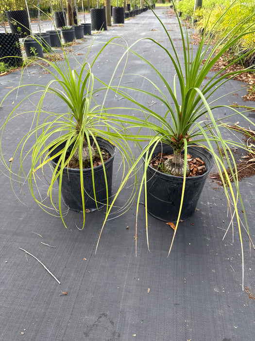 outdoors ponytail palms for sale florida Ponytail Palm — Jolly Green Nursery