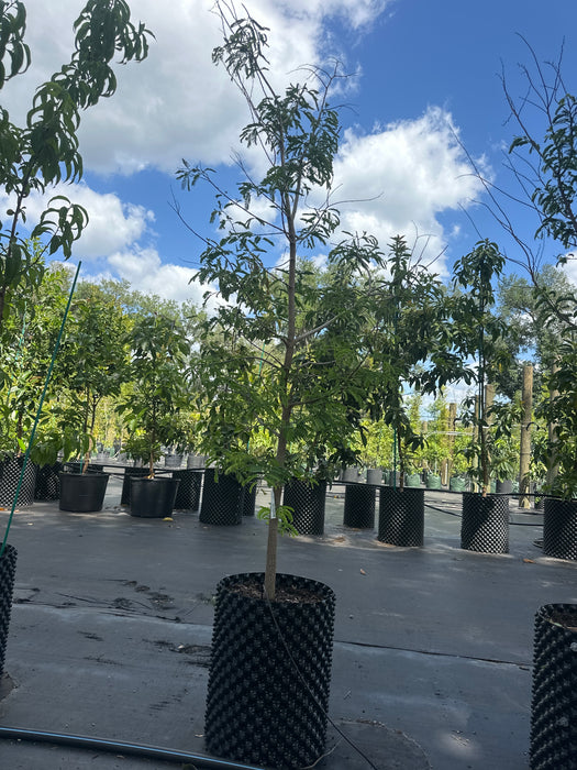Tamarind-Tart Tree