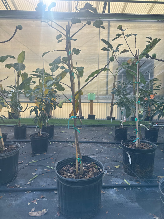 Fig Chicago Hardy Tree