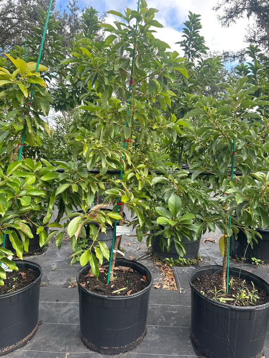 Avocado-Oro Negro Tree Type B