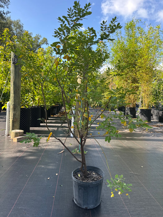 Cassia Tree Yellow
