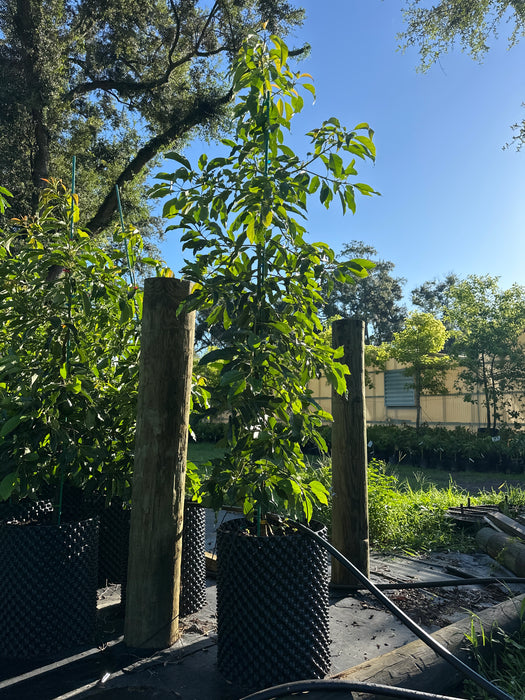 Avocado-Winter Mexican Tree by Zills Type B