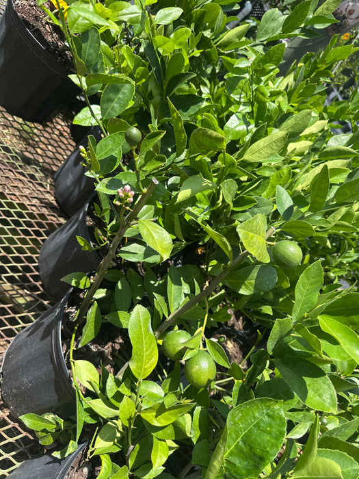 Lemon Meyers Bush