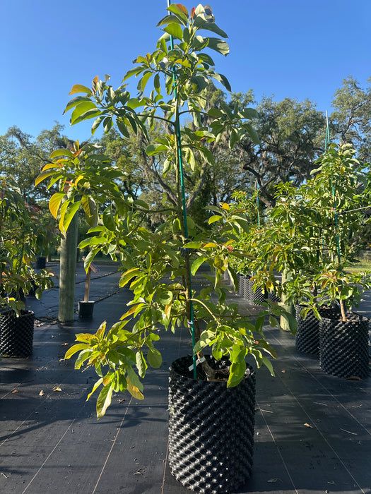 Avocado-Oro Negro Tree Type B