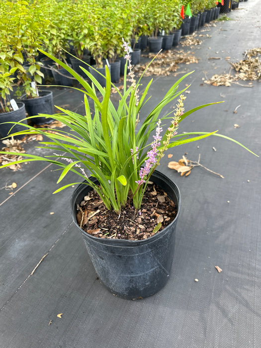 Liriope Super Blue