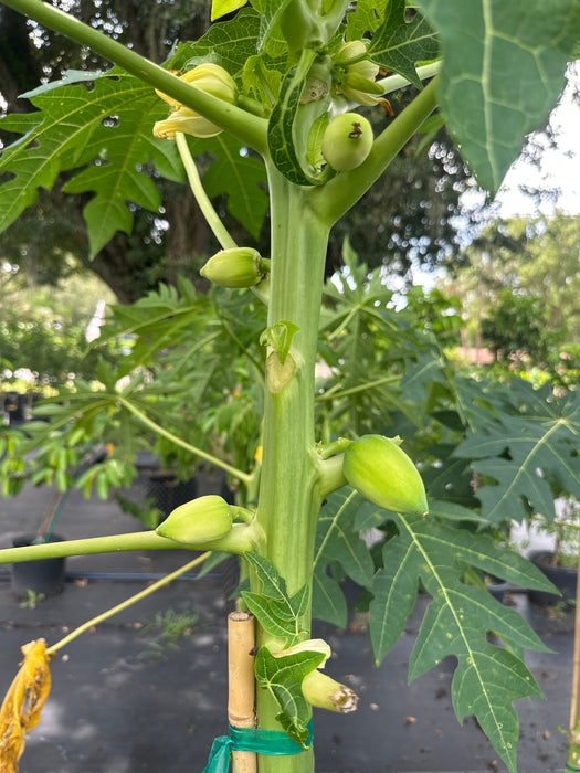 Papaya-Red Lady